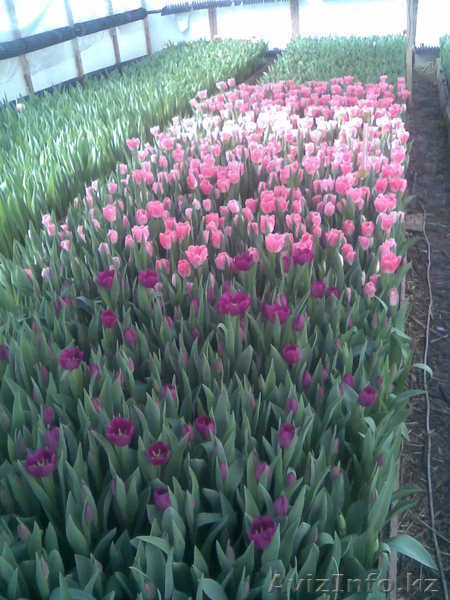 Голладские тюльпаны оптом и в розницу - Изображение #1, Объявление #175360