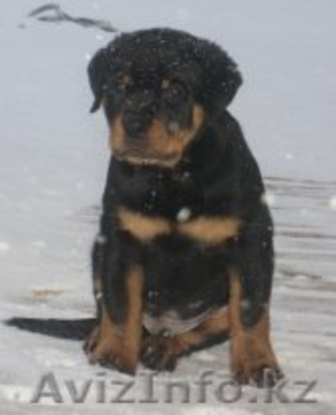 Ротвейлер продам элитных щенков - Изображение #2, Объявление #172153