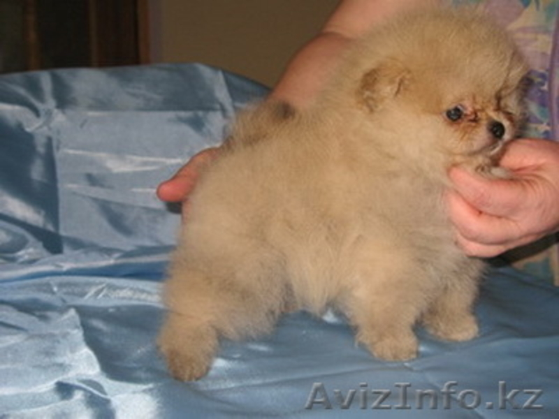 Элитные щенки померанского шпица - Изображение #2, Объявление #169058