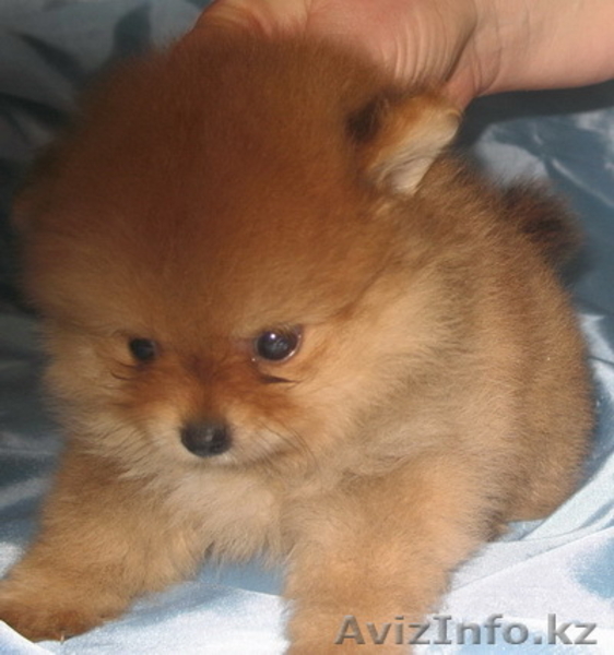 Элитные щенки померанского шпица - Изображение #4, Объявление #169058