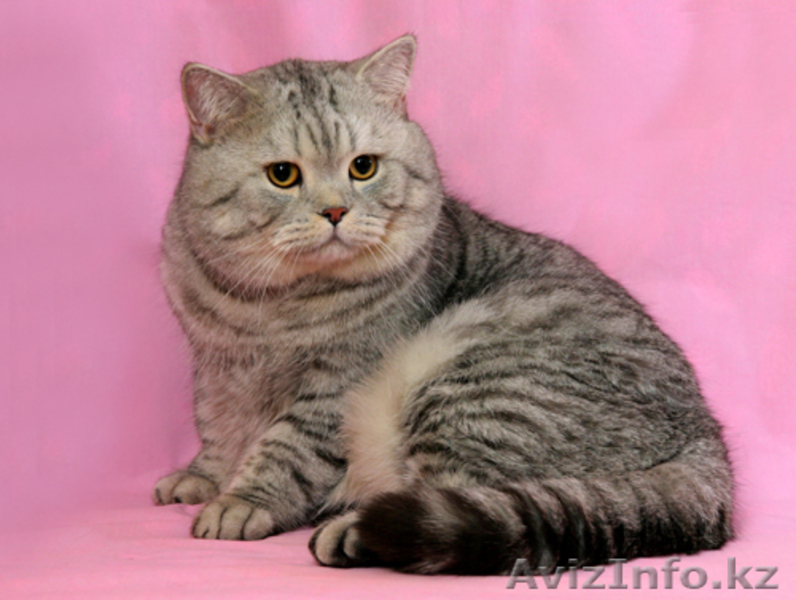 Продам британских котят - Изображение #2, Объявление #160621