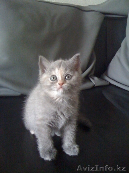 Продам британских котят 1,5мес - Изображение #1, Объявление #164412