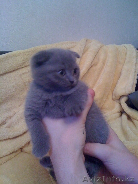 Продам британских котят 1,5мес - Изображение #3, Объявление #164412