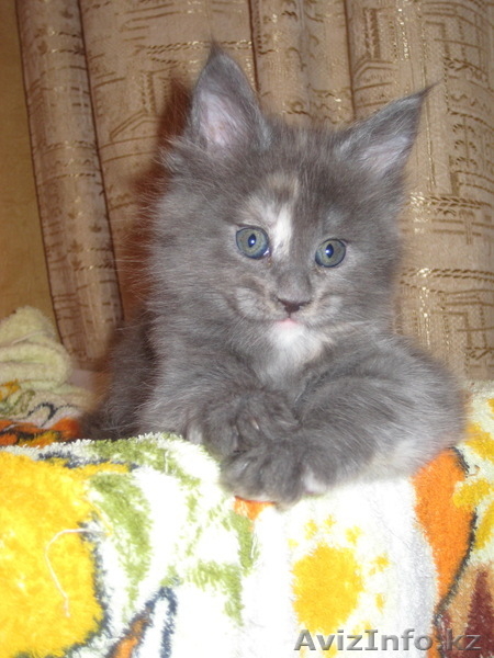 Котята мейн-кун! Беларусь  - Изображение #2, Объявление #168737