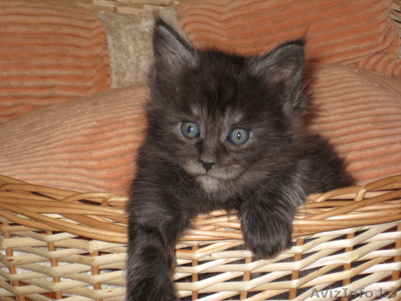 Котята мейн-кун! Беларусь  - Изображение #3, Объявление #168737