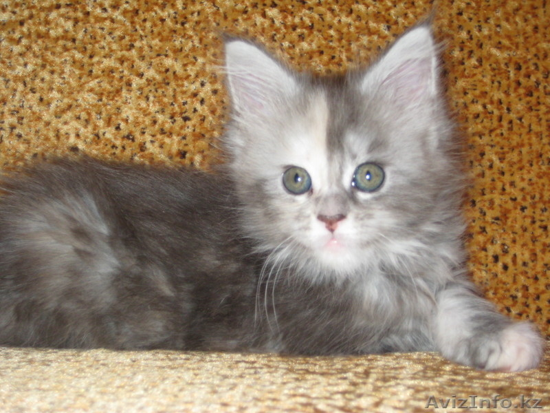 Котята мейн-кун! Беларусь  - Изображение #1, Объявление #168737