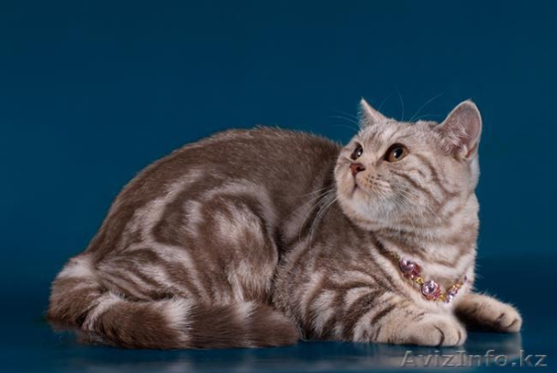 Продам британских котят - Изображение #1, Объявление #160621