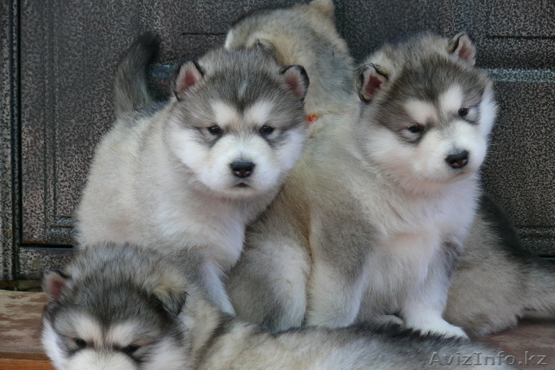 Казахстан. Алматы - Изображение #3, Объявление #164329