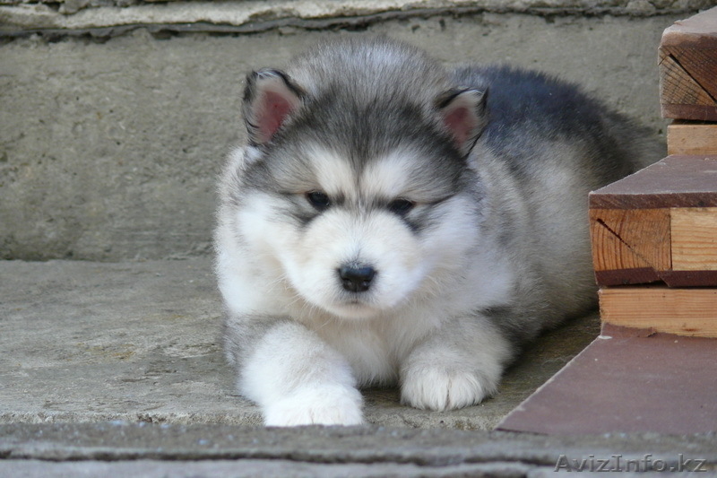 Казахстан. Алматы - Изображение #1, Объявление #164329