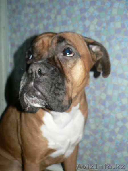 Шабанова Таня, Tanya_05_86@mail.ru,87772099900 - Изображение #2, Объявление #158051