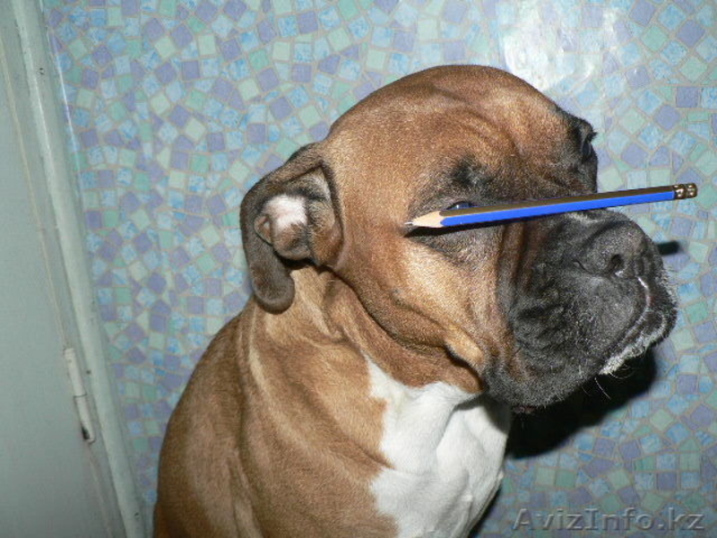 Шабанова Таня, Tanya_05_86@mail.ru,87772099900 - Изображение #3, Объявление #158051