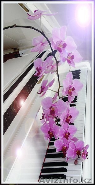 СТУДИЯ ДАРИБАЕВТАР - Изображение #3, Объявление #166533