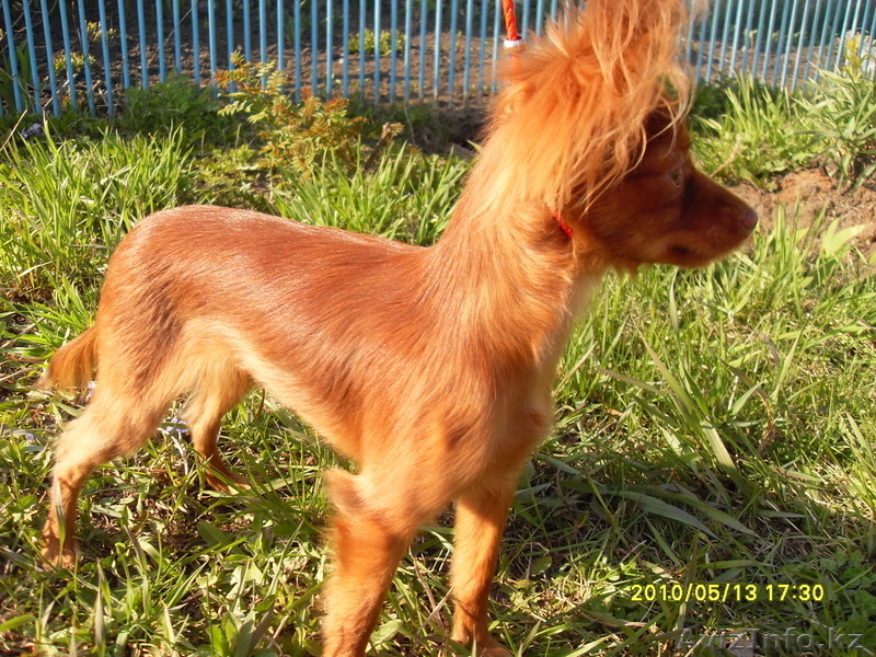 Куплю той терьера длинношерстного девочку  - Изображение #3, Объявление #162511