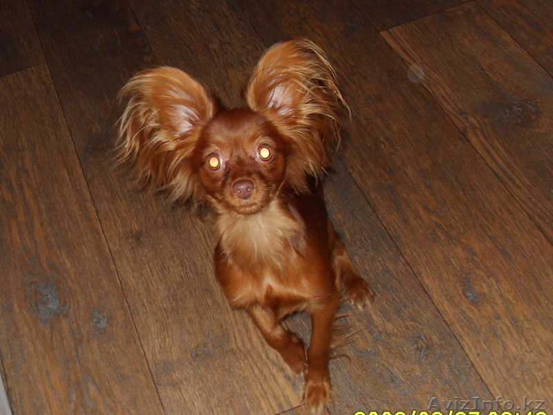 Куплю той терьера длинношерстного девочку  - Изображение #2, Объявление #162511