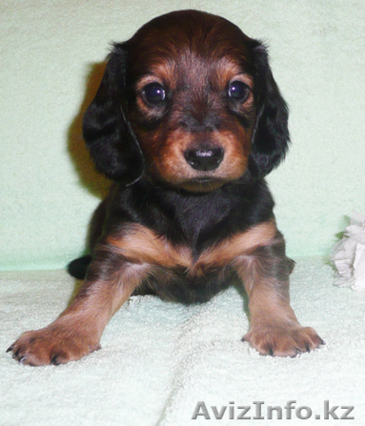 Продам щенков таксы. - Изображение #2, Объявление #209718