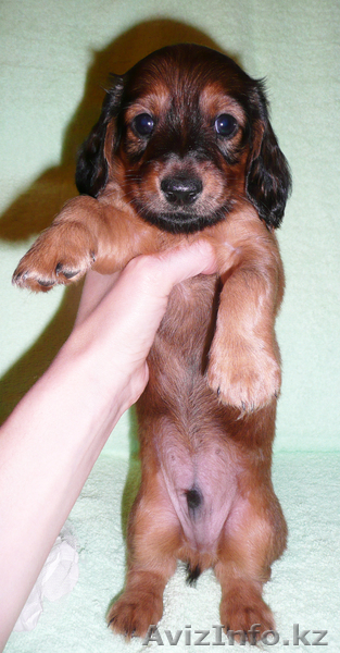 Продам щенков таксы. - Изображение #3, Объявление #209718