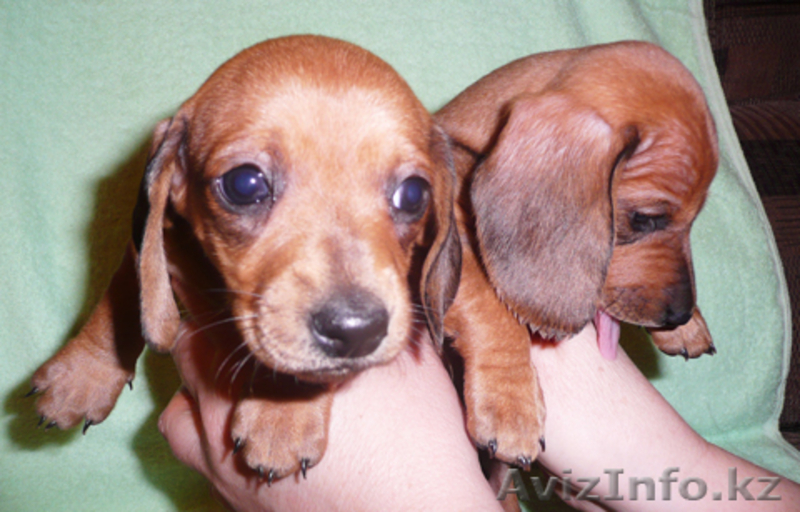 Продам щенков таксы. - Изображение #1, Объявление #209718