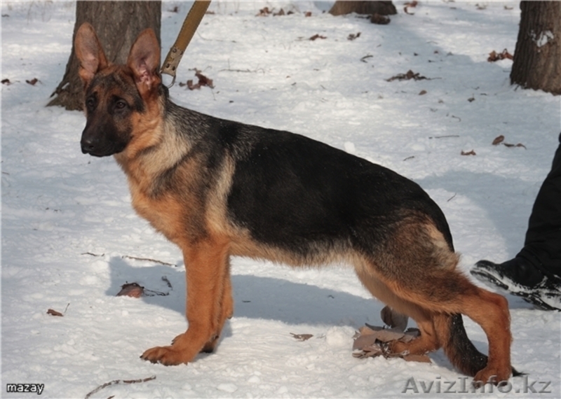 красавцы немчерята - Изображение #1, Объявление #190715