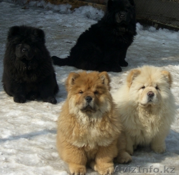 Чау-чау  элитные щенки - Изображение #4, Объявление #205860