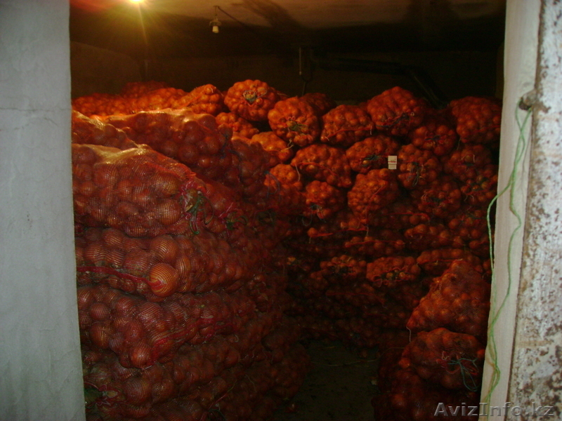 лук репчатый голландский т+7 701 711 38 27 - Изображение #1, Объявление #194053