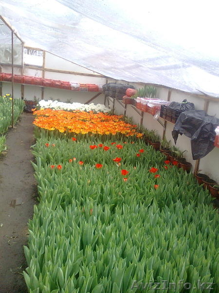 старченкогригорий - Изображение #2, Объявление #186830