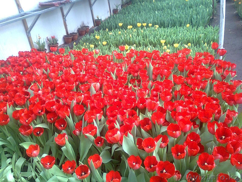 старченкогригорий - Изображение #1, Объявление #186830