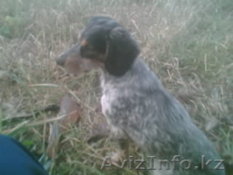 87776955500 Евгений,87778153677 Николай - Изображение #1, Объявление #194462