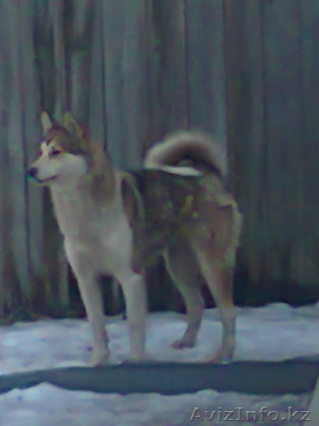 Продажа собаки. - Изображение #2, Объявление #191524