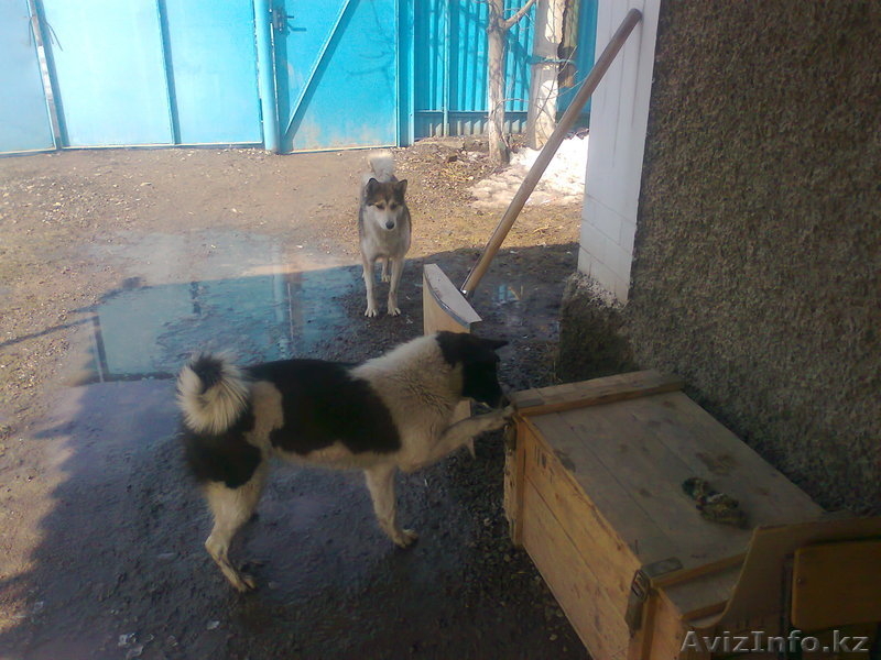 Продажа собаки. - Изображение #3, Объявление #191524