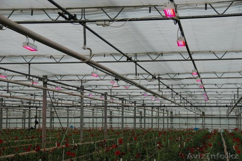 освещение для вегетация растений - Изображение #7, Объявление #203458