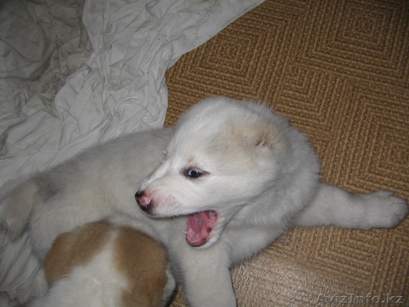 Щенок Среднеазитской авчарки - Изображение #2, Объявление #198225