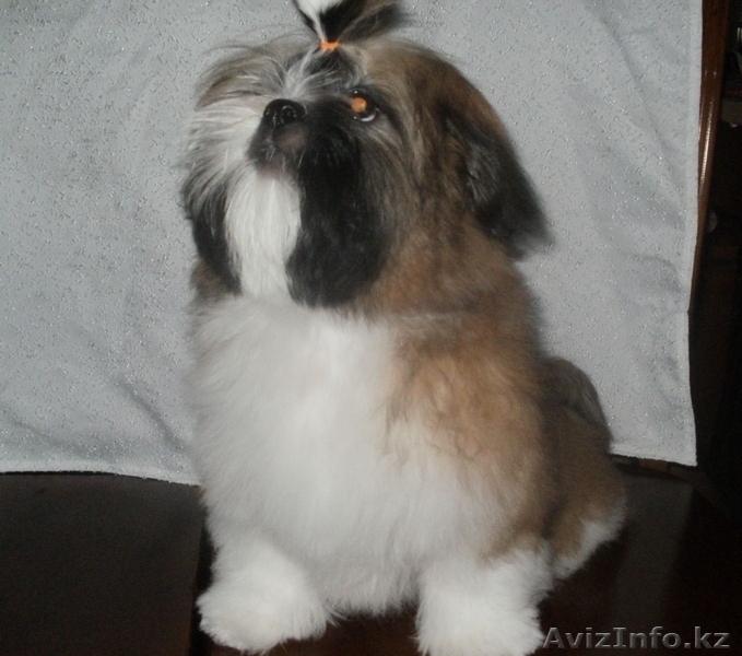 очаровательный щенок ши-тцу - Изображение #1, Объявление #192105