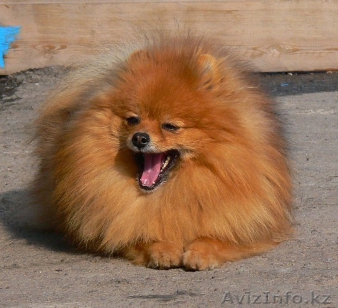 Померанского шпица щенки - Изображение #3, Объявление #195796