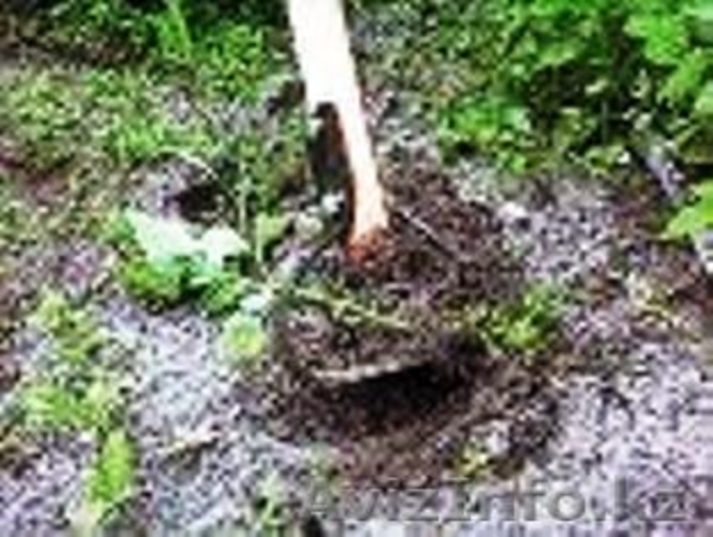 Плоскорез Фокина - инструмент, полюбившийся дачникам-огородникам  - Изображение #4, Объявление #196840