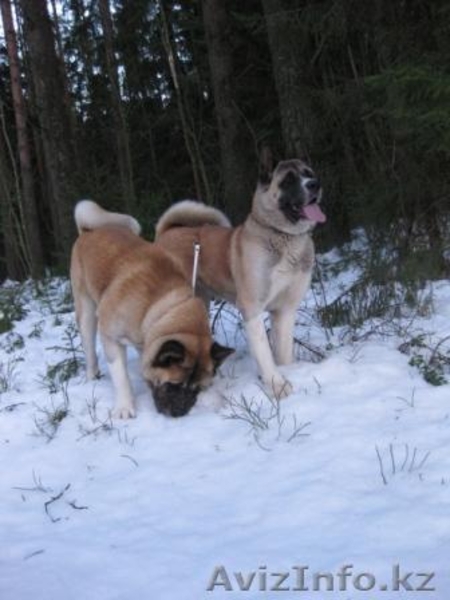 американская акита - Изображение #1, Объявление #202841