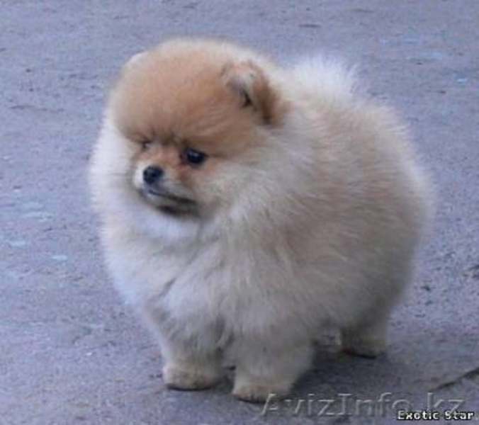 Померанского шпица щенки - Изображение #1, Объявление #195796