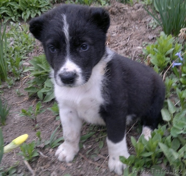 Продам щенков  средне-азиатской овчарки  - Изображение #1, Объявление #231280