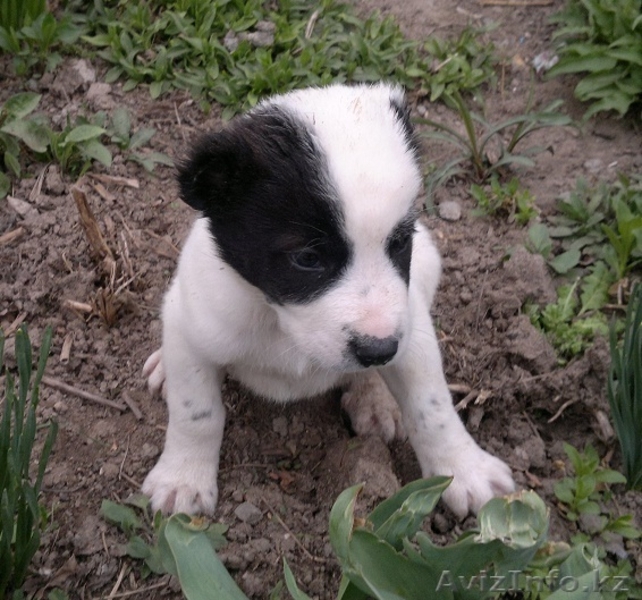 Продам щенков  средне-азиатской овчарки  - Изображение #2, Объявление #231280