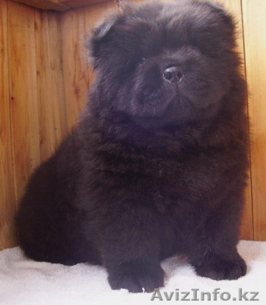 Щенки чау чау с отличной родословной - Изображение #6, Объявление #245274