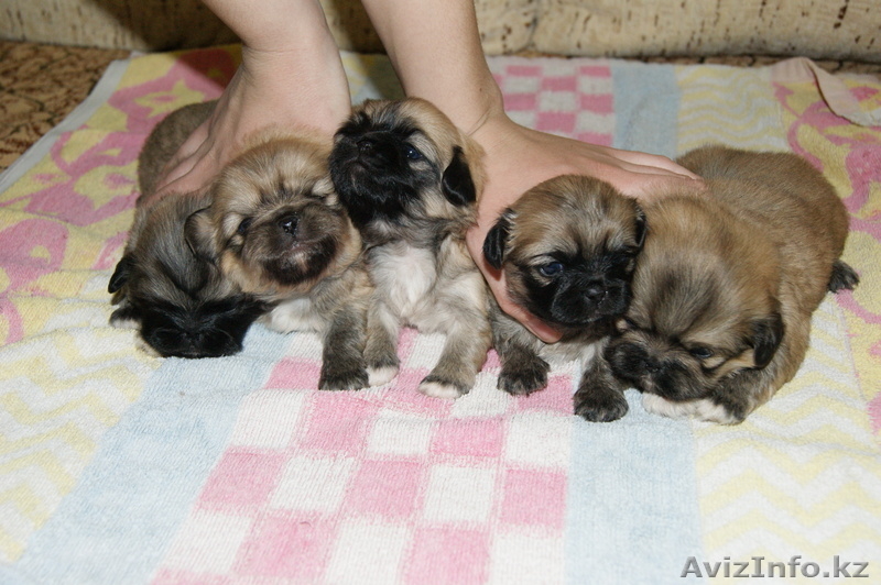 продам щенят пекинеса - Изображение #3, Объявление #233942