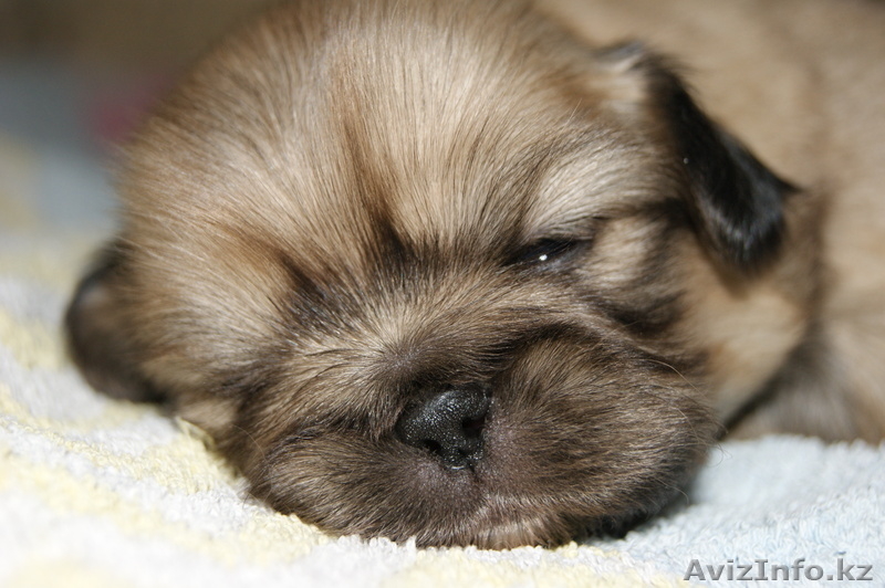 продам щенят пекинеса - Изображение #2, Объявление #233942