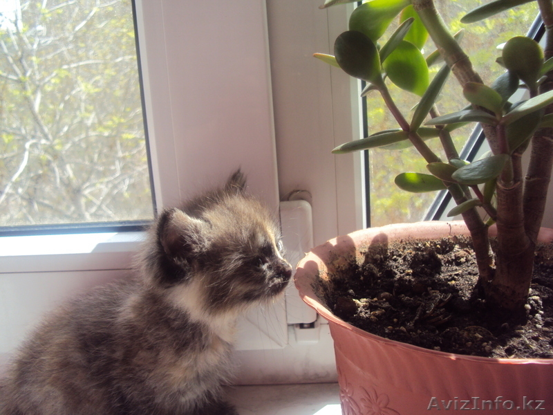 Отдам котенка в добрые ХОРОШИЕ руки - Изображение #3, Объявление #245356