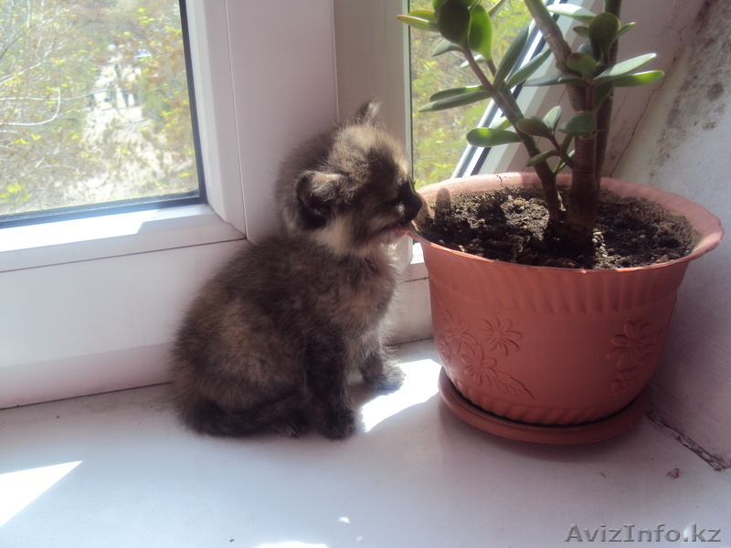 Отдам котенка в добрые ХОРОШИЕ руки - Изображение #2, Объявление #245356