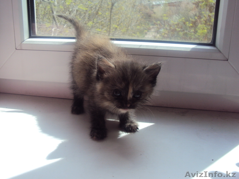 Отдам котенка в добрые ХОРОШИЕ руки - Изображение #1, Объявление #245356