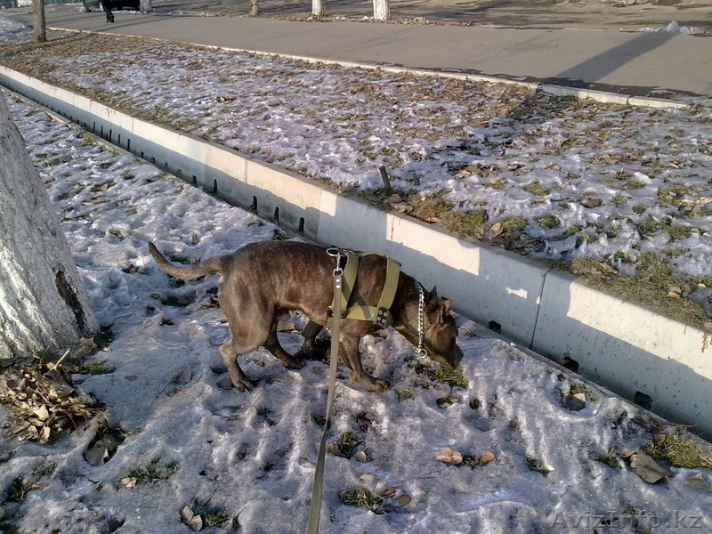 Вязка Амстафф ищет подругу!, - Изображение #2, Объявление #247669