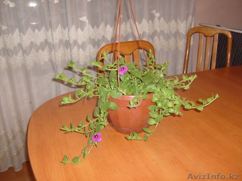 Цветущие растения для балконов, лоджий, садовых участков - Изображение #1, Объявление #221253