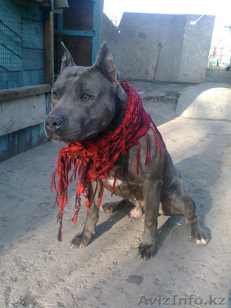 Вязка Амстафф ищет подругу!, - Изображение #1, Объявление #247669