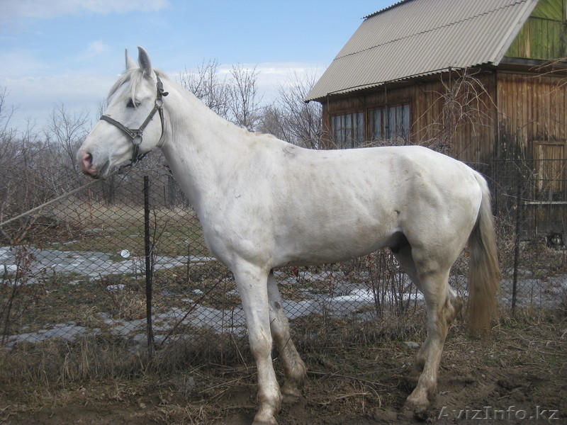 продам лошадей "Жорга" - Изображение #1, Объявление #229018