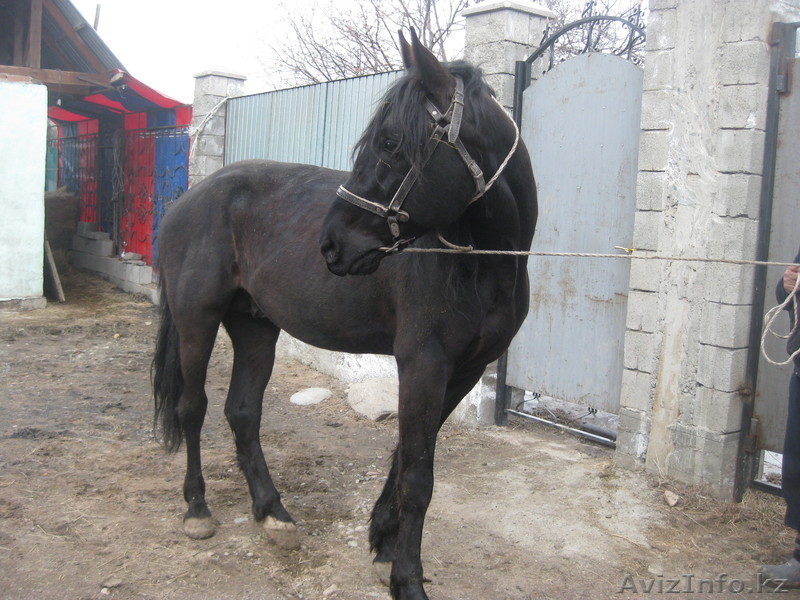 продам лошадей "Жорга" - Изображение #3, Объявление #229018