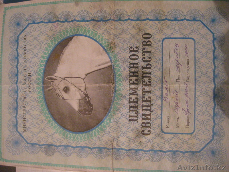 продам лошадей "Жорга" - Изображение #4, Объявление #229018